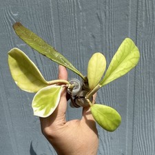 3pk Collector cut hoya, project plants. H. sulawesiana, meredithii and queen picture