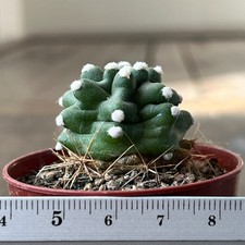 A17-269 Echinocereus reichenbachii v. perbella JRT207, Ellis Co. Ok, grafted picture