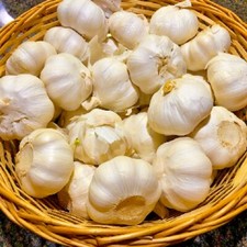 German GARLIC Bulbs 1/2 - 10lbs Fresh Organic Heirloom Hardneck Plant or Cook picture