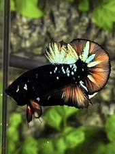 Live Betta Fish Plakat Male Grade Premium USA Seller (AN) picture