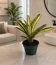 Neoregelia ‘Star Wars’ Bromeliad Live Plant – Variegated Tropical – 4”... picture