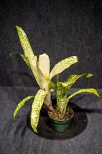 Billbergia Borracho 4″ pot - Live plant picture