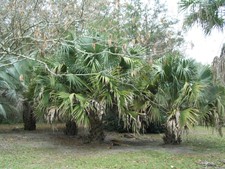 Sabal bermudana seeds.  Bermuda Palmetto  Cold Hardy picture