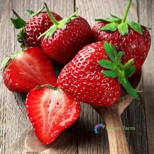 100 Seeds Elan F1 Strawberry Rare Heirloom Black Berry Organic Tasty Juicy Fruit picture
