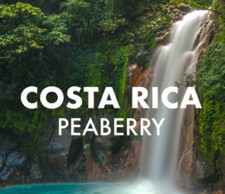 Costa Rica Tarrazu Peaberry Arabica Whole Coffee Beans Medium Roast 2 LB  picture