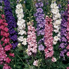 Imperial Rocket Larkspur Mix, Delphinium consolida, Field Larkspur,  picture