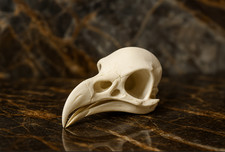 Bald Eagle Skull Replica Museum Quality 1:1 Life Size Educational Collectible picture