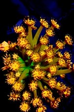 Coral Beauties Aquatics Grandmaster Goniopora- WYSIWYG 04 picture