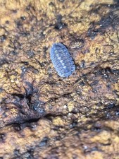 Plain Tung Song Isopods – Live Isopods – Bioactive Clean-Up Crew – 10+ Count picture