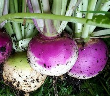 PURPLE TOP TURNIP SEEDS 1000+ VEGETABLE garden Culinary SOUP stew  picture