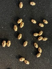 12K GOLD FILLED 3x5mm Corrugated Pearl Shape Beads . Bag of 50 pieces. Stunning picture