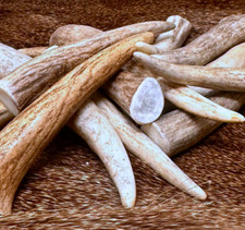 20 PACK - Premium Deer Antler Crafting Tips * A * GRADE  (Choose Size) picture