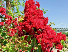 25 seeds red dwarf Crepe Myrtle Crape Tree Lagerstroemia - flowers (Dynamite?) picture