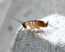 500+ Turkestan Red Runner Roaches 'Blatta Lateralis' - (1/4