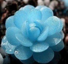 Blue Flower Succulent Seeds Rare 100PCs/Pack picture