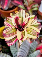 RARE Neoregelia ‘Contagious’ Chester Skotak Bromeliad Live Offset 6” Pot picture