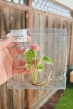 Monstera Star Shadow – Rare Aroid - TC Plantlet picture
