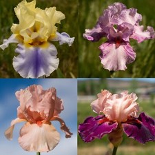 12 mixed  varieties Tall Bearded Iris. picture