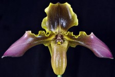 Paph hirsutissimun v esquitolie (2+ Fans) picture