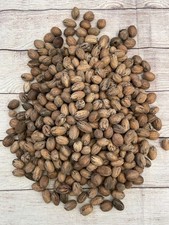 Organic Texas Pecans 5 LBS Raw in Shell - Non GMO picture