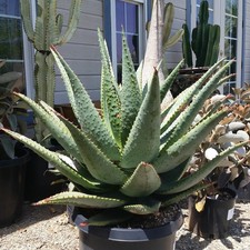 Aloe Marlothii aka Mountain Aloe 5 Seeds     picture