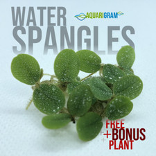 50+ Leaf Water Spangles (+FREE BONUS PLANT) Salvinia Minima Floating Plant picture