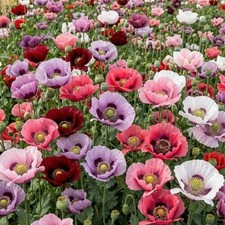 1,500 To 5,000 Mixed Heirloom Oriental Poppy Seeds For Planting Organic, Genuine picture