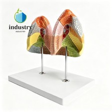 1:1 Life‑Size Lung Segment Model, Human Lung Regional Partition Anatomy Model picture