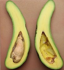 Grafted RUSSELL Long Neck Avocado Tree 2-3 ft. We Ship To CA  PR. Actual Photos picture