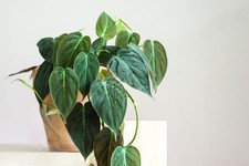 Philodendron Micans Live Plant in 2 Inch Pot picture