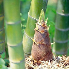 50+Giant Moso Bamboo Seeds Perennial evergreen Grows Edible Bamboo shoots USA picture