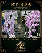 Phalaenopsis schilleriana (Super Polar Bear E x F7) picture