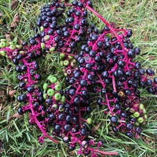 500 Pokeweed Seeds (Phytolacca americana) herbaceous perennial, dye, biomass picture