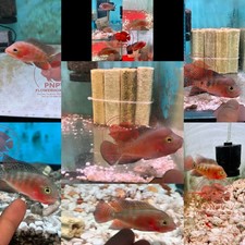Premium Flowerhorn - 1 Boy Super Red Monkey 2-3 inches A+++ Fast USA SHIPPING picture