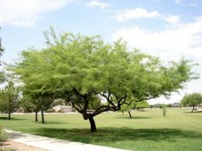 1-1000 PCS Chilean Mesquite Shade Tree Seeds Algarrobo Prosopis chilensis 0133 picture