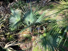 Brahea moorei Seeds  Dwarf Rock Palm  Cold Hardy picture