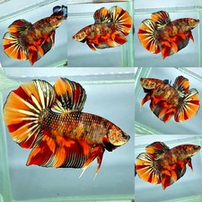 Live Betta Fish GIANT PLAKAT KING Male Grade Premium (AN) USA Seller 5cm body picture
