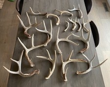 Assorted Deer Antlers 1/2 Lb Bag MADE TO ORDER Sheds Craft Horn Half Pound picture