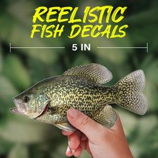 Black Crappie Vinyl Decal – UV Waterproof Outdoor Sticker for Boat, Truck -more picture