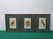 Set of Framed Antique 1833 Hummingbird Prints by Sir William Jardine picture