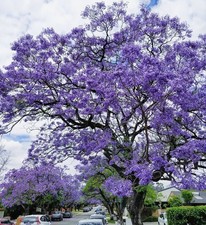 Jacaranda Mimosifolia,  Jacaranda Tree 10 Seeds    picture