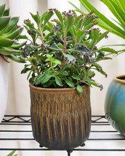 Kalanchoe Pink Butterflies Mother Plant Hillside Mudworks Pot Live Succulent picture