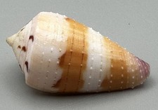 Conus circumactus 37mm F++ Beautiful Color Olango Cebu Philippines with Data picture