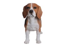 Standing Beagle Dog Garden Statue, Animal Garden/Home Decoration Indoor/Outdoor picture