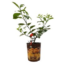 1 Gal. Improved Meyer Lemon Tree Live Tropical Tree with White Flower to Yellow picture