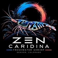 Caridina Shrimp- 40 Mixed Higher Grade Juveniles picture