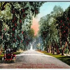 c1910s Santa Ana, CA Postcard Tustin Drive Early Auto Pepper Trees Mitchell A24 picture