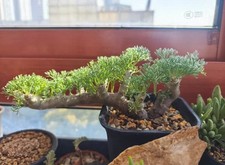 Sarcocaulon multifidum WYSIWYG Caudex picture