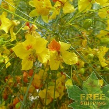 JERUSALEM THORN Parkinsonia Aculeata - 20 SEEDS. FREE S&H picture