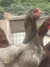 24 F1 Giant Chicks Hatching Eggs - Indio Gigante X Trad Dual Purpose Chickens picture